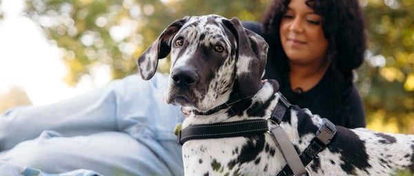 Best Pet Insurance